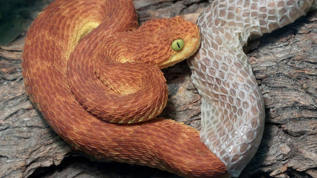 What causes snakes to shed their skin? The reason might surprise you