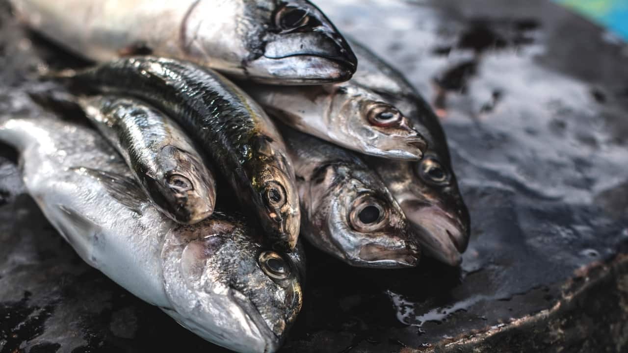 Fatty fish: Fatty fish like salmon, mackerel, and sardines are excellent sources of omega-3 fatty acids, particularly EPA and DHA. These fats are essential for maintaining the structure of brain cells and supporting cognitive function. Omega-3s help reduce inflammation, improve blood flow to the brain, and protect against neurodegenerative diseases such as Alzheimer's. (Image: Canva)