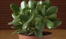 Best indoor plants for positive energy: Choose Tulsi, Jade plant and more to uplift your space