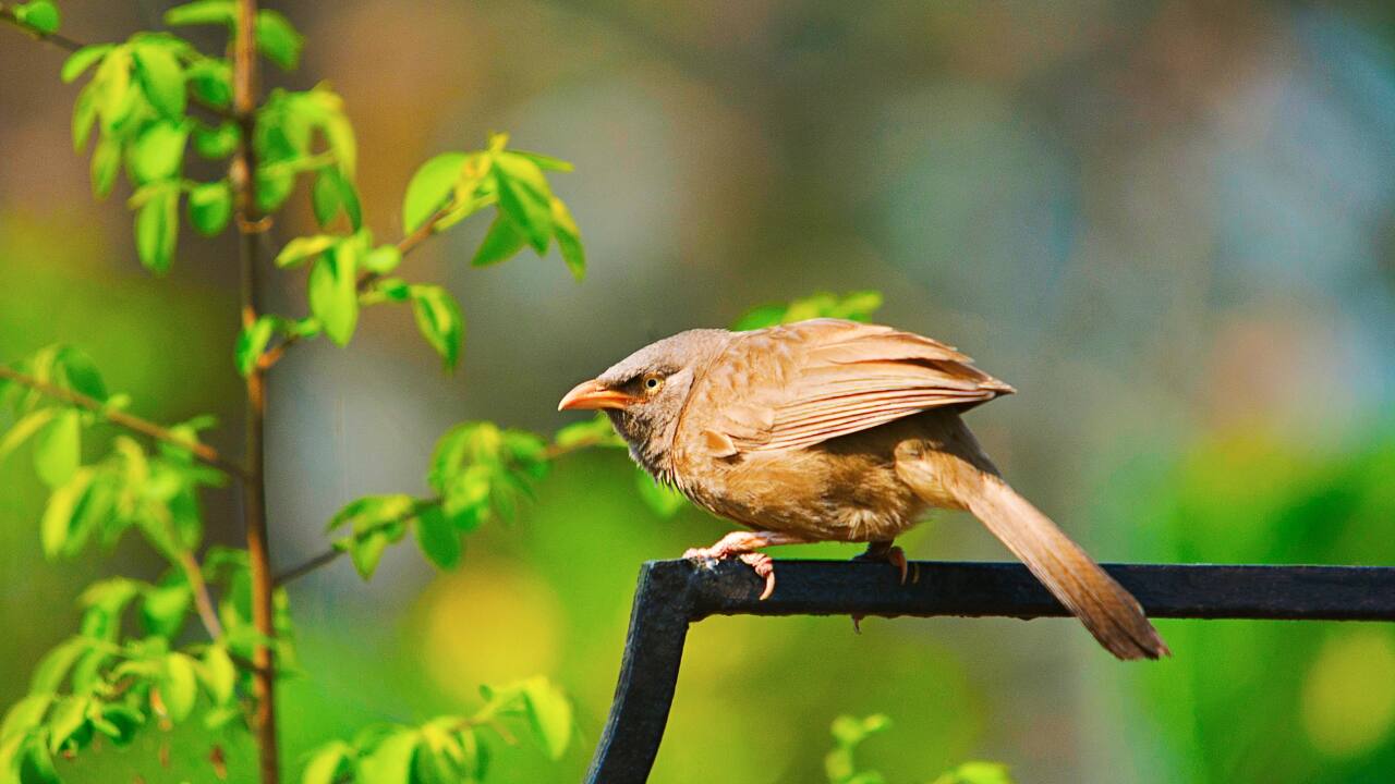 Kaziranga National Park, one of the best-preserved national parks in India (Image: Canva)