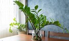Best air-purifying indoor plants: Choose these low-maintenance plants for health and happiness Best air-purifying indoor plants: Choose these low-maintenance plants for health and happiness