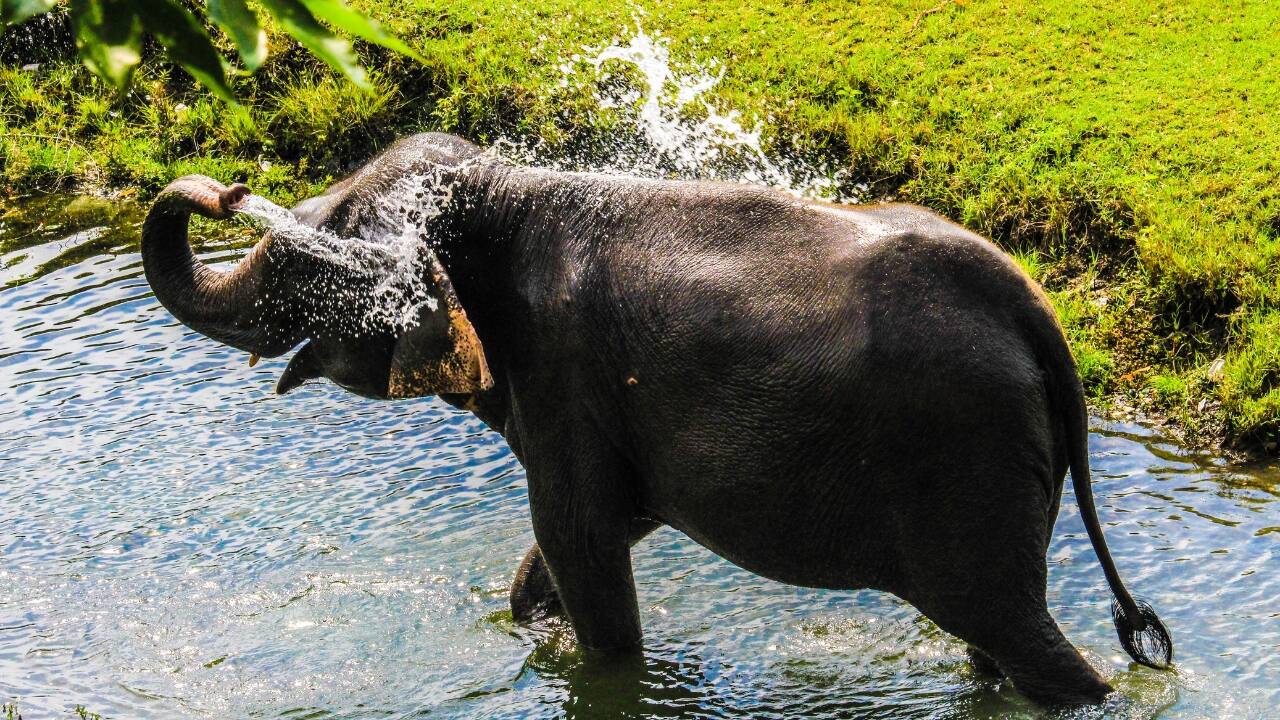 Tip 5: Capture Animal Behavior Go beyond static shots and capture the dynamic essence of wildlife. Focus on exciting behaviors like a tiger’s stealthy prowl or an elephant’s playful splash. These action-packed moments will add drama and depth to your images, creating a visual story that brings the wild world to life. (Image: Canva)