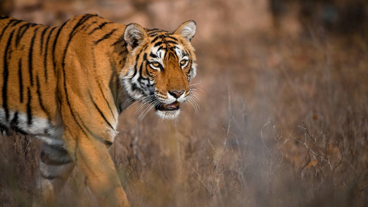 Tip 7: Focus on Composition Transform your safari shots into stunning visual art by mastering composition. Use the rule of thirds to create balanced and engaging images, and seek out interesting backgrounds that complement your subjects. Good composition turns ordinary moments into extraordinary memories, making your photos stand out. (Image: Canva)