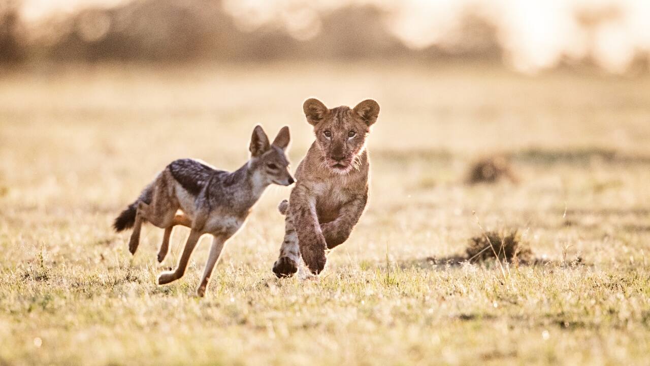 Tip 9: Be Ready for the Unexpected Stay on your toes and be ready for unexpected wildlife encounters! Keep your camera gear within reach and remain alert for sudden changes in animal behavior. With spare batteries and memory cards at the ready, you’ll be prepared to capture every spontaneous, heart-stopping moment of your safari. (Image: Canva)