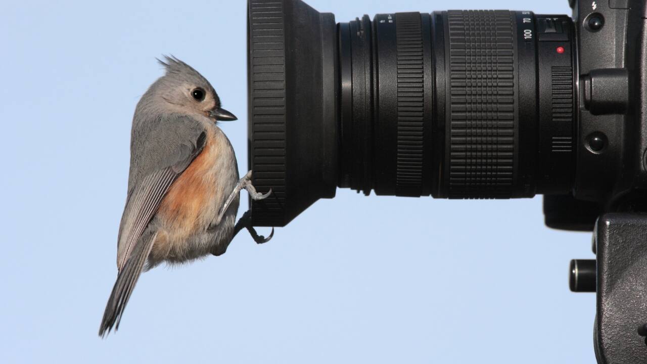 Embarking on a safari in India offers a thrilling opportunity to witness some of the country’s most stunning wildlife. Whether you're a seasoned photographer or an enthusiastic amateur, capturing the best moments requires skill, patience, and the right techniques. Here are essential tips to help you make the most of your wildlife photography adventure in Indian safaris. (Image: Canva)