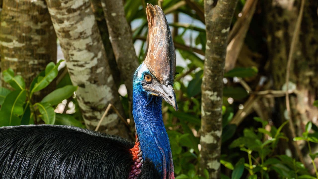 Birth of 'world's most dangerous bird': Cassowary chick hatched in the UK after 25 years