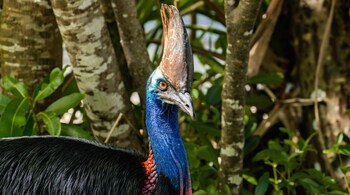 The southern cassowary, a relative of the emu, hails from the tropical forests of New Guinea and northern Australia. (Image: Canva)