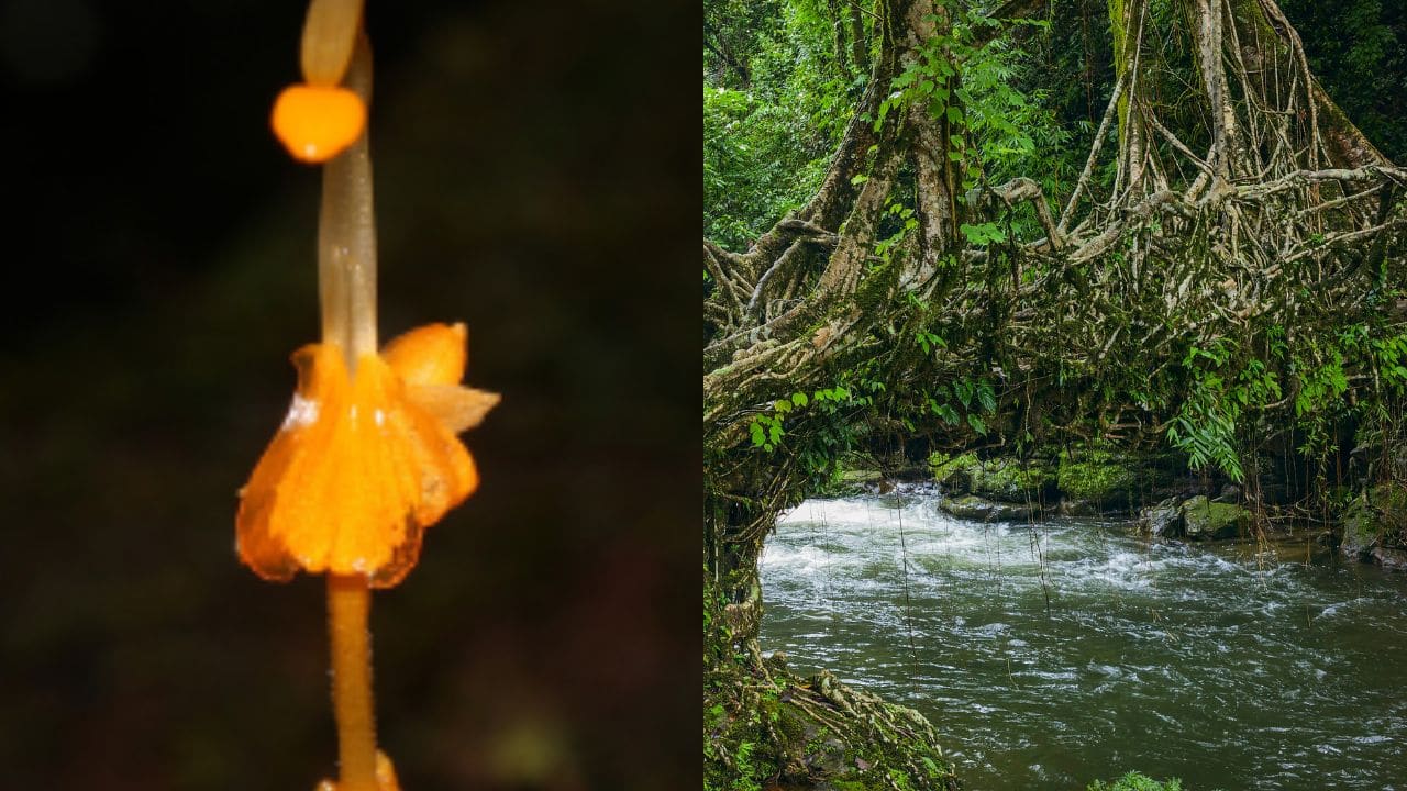 Researchers discover new 'dancing girls' ginger species in Meghalaya’s double decker living root bridge