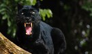 Top 7 national parks in India to spot the elusive Black Panther