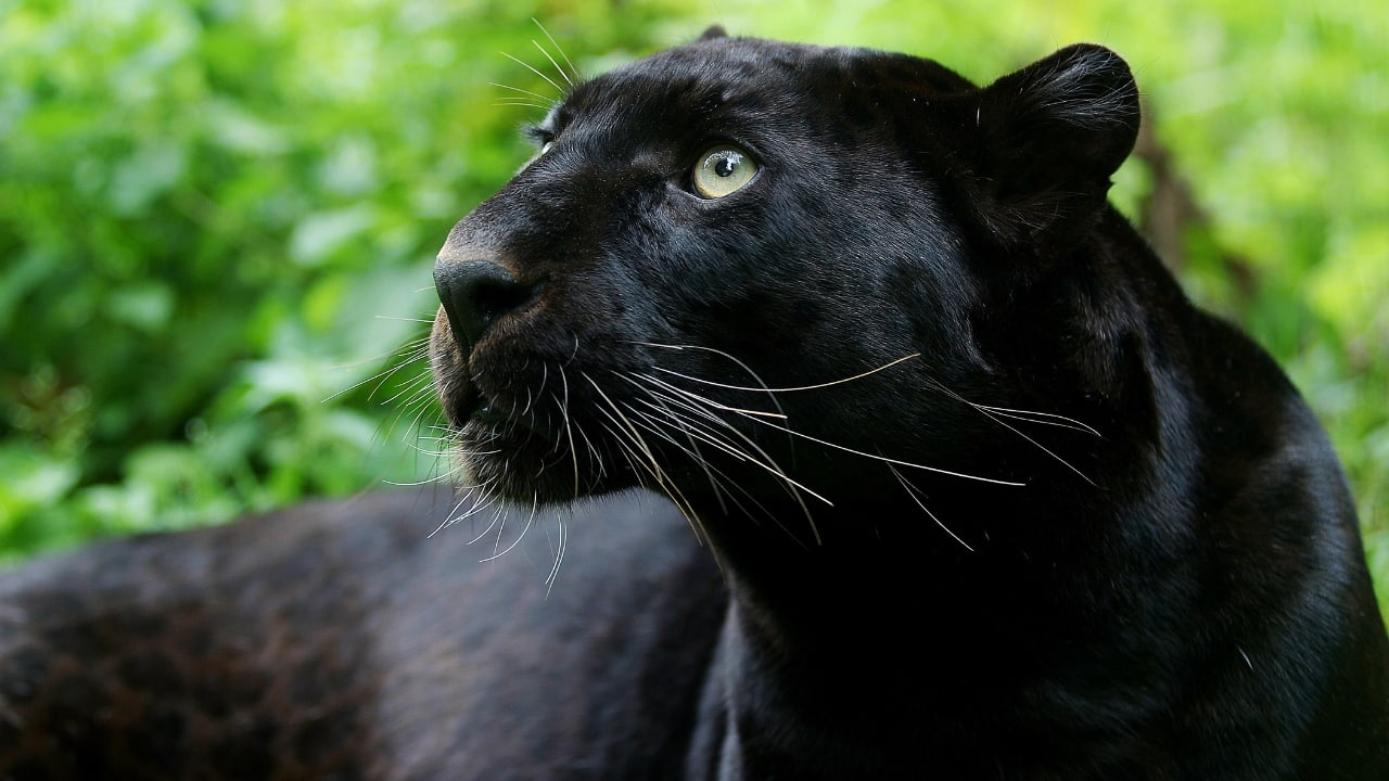 Spot majestic Black Panther in these seven wildlife reserve in India. (Image: Canva)