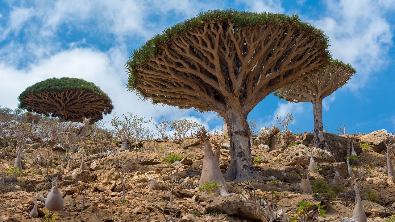 6. Socotra Island, Yemen | Known for its otherworldly landscapes and distinctive flora, Socotra Island is a remote haven in the Arabian Sea. Its unique biodiversity and isolation create a surreal environment that fascinates nature enthusiasts and adventurers alike.(Image: Canva)