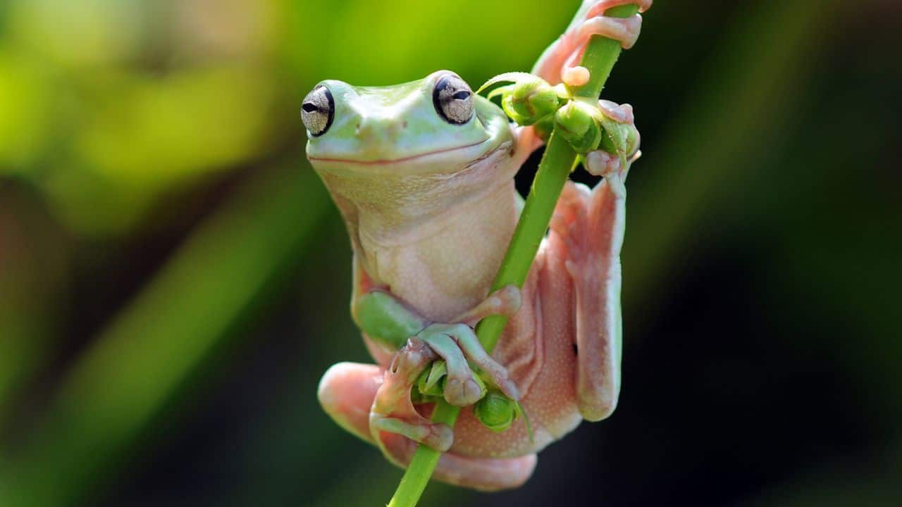Endangered flying frog and 33 other amphibians discovered in Anamalai Tiger Reserve