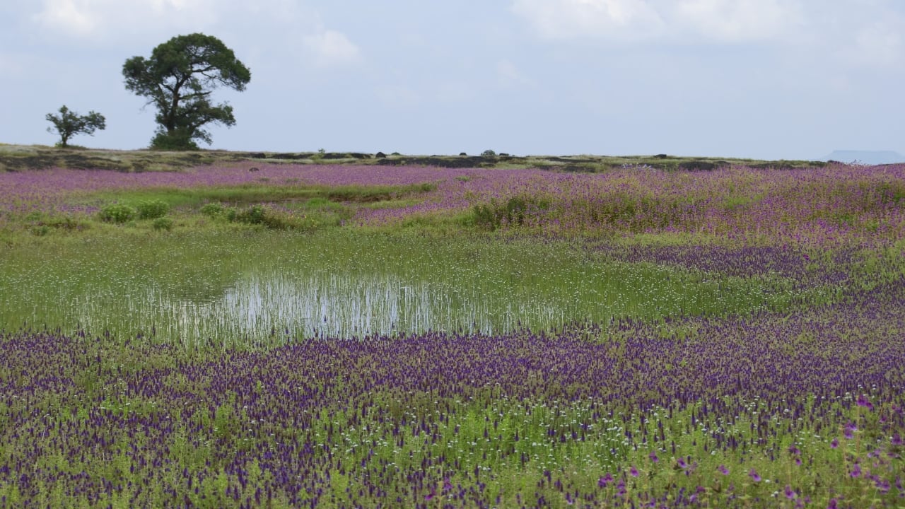 Kaas Plateau – Satara | Often referred to as the &quot;Valley of Flowers,&quot; the Kaas Plateau in Maharashtra is a biodiversity hotspot. Its stunning array of wildflowers in full bloom during the monsoon season creates a vibrant, colorful landscape.(Image: Canva)