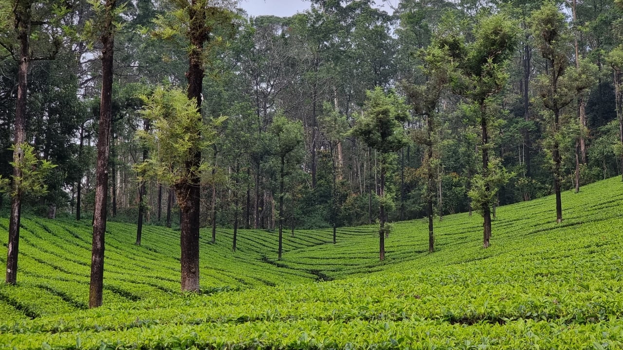 Valparai – Tamil Nadu | A lesser-known gem in Tamil Nadu, Valparai is a lush green hill station famous for its tea plantations, wildlife sanctuaries, and serene atmosphere. It’s an excellent destination for nature enthusiasts and those seeking tranquility.(Image: Canva)