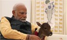 'Auspicious arrival': PM Modi welcomes newborn calf at his residence, names it 'Deepjyoti'. Watch