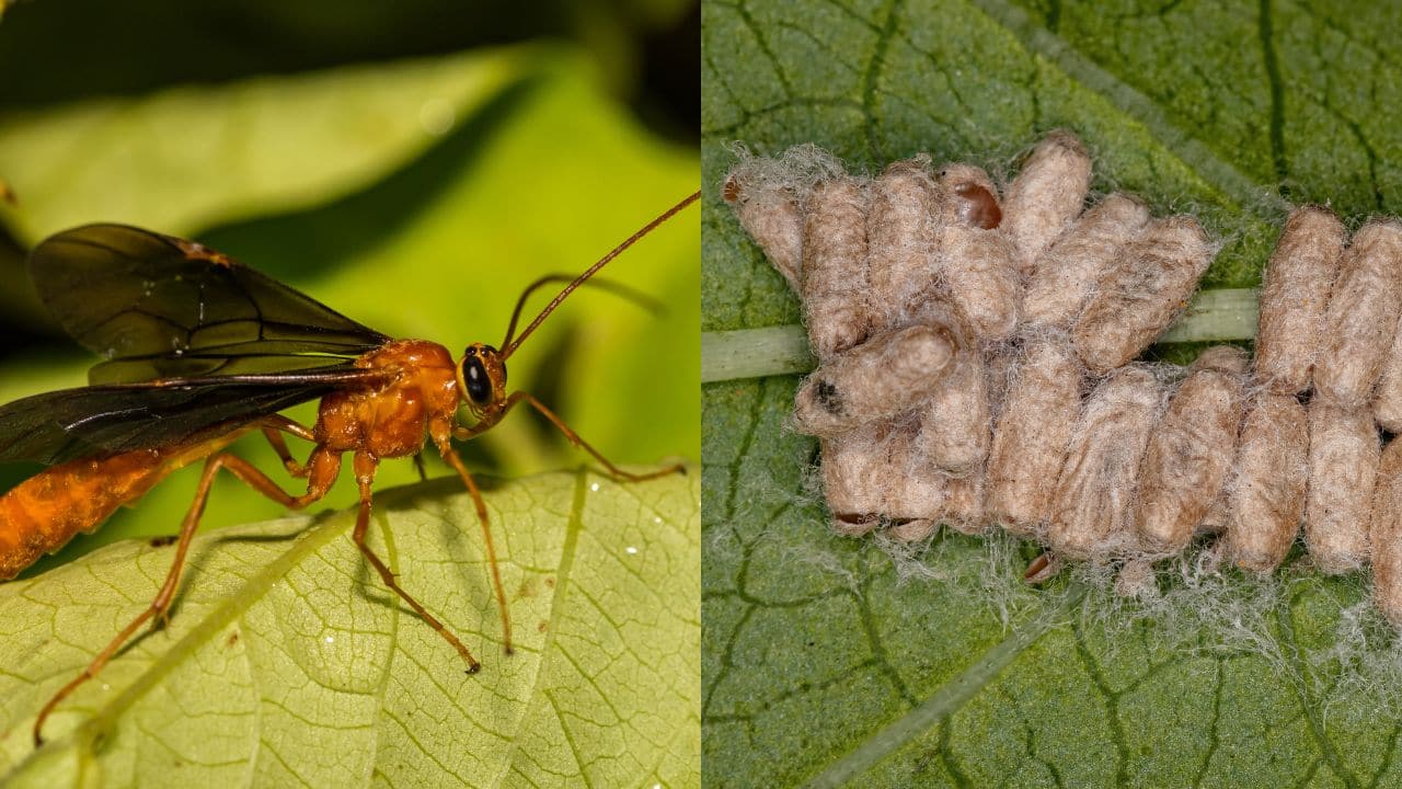Scientists discover parasitic alien-like 'horror wasp' that lives inside the belly of living flies