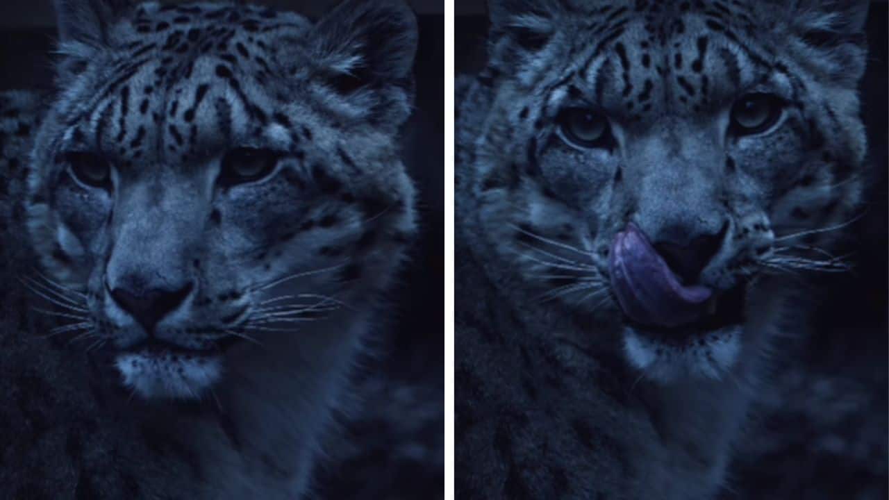 Majestic snow leopard caught on camera by US photographer leaves internet awestruck; watch it here