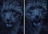 Majestic snow leopard caught on camera by US photographer leaves internet awestruck; watch it here