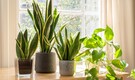8 best plants for your work desk: Snake plant, Peace Lily, succulents, Pothos and more 8 best plants for your work desk: Snake plant, Peace Lily, succulents, Pothos and more