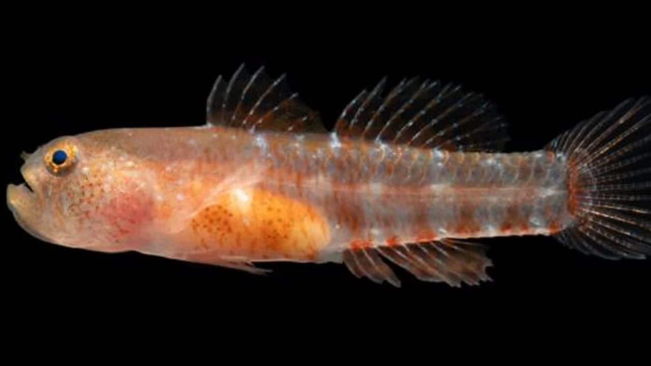 'Unhappy Fish': New species 'grumpy dwarfgoby' discovered in the Red Sea