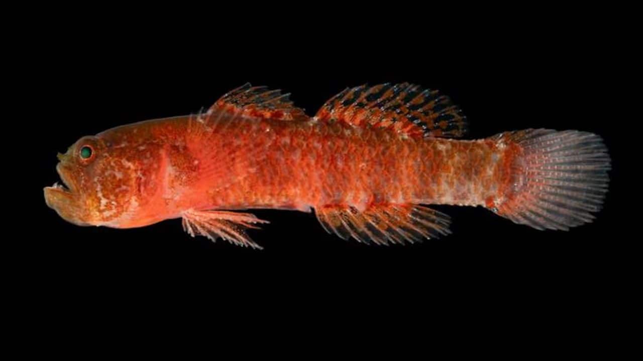 This distinct red colouring helps them blend into the reef walls, which are covered in red algae. Their sharp teeth are used to catch tiny prey. (Image: Viktor Nunes Peinemann)