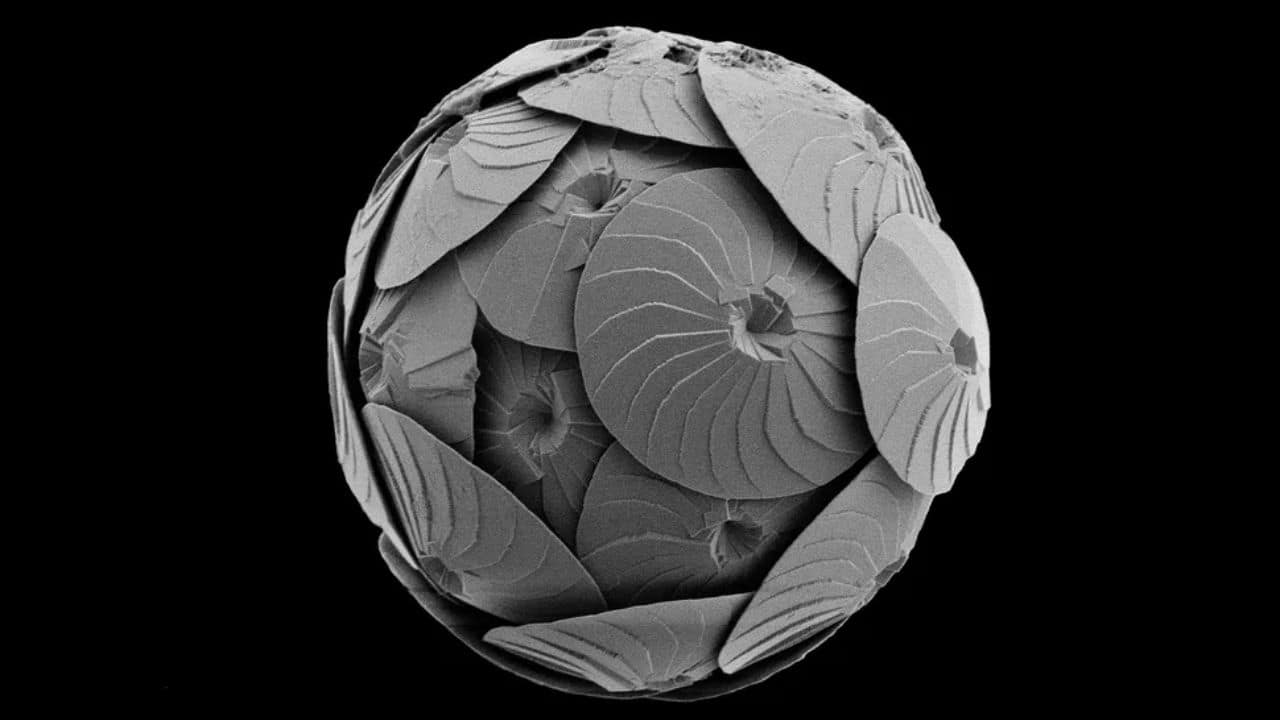 Calcidiscus leptoporus, a coccolithophore, drifts through the Southern Ocean. These single-celled organisms create energy through photosynthesis, generating the oxygen we breathe. (Image: Luke Brokensha)