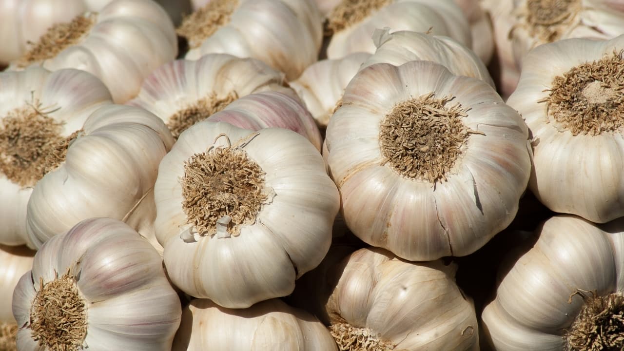 Garlic Garlic contains allicin, a compound known for its antimicrobial and anti-inflammatory properties. Allicin supports immune function by enhancing the activity of white blood cells and reducing inflammation, thus helping the body resist and recover from infections. (Image: Canva)