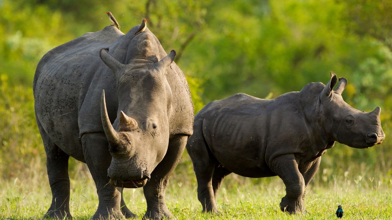 World Rhino Day 2024: Date, time, and significance