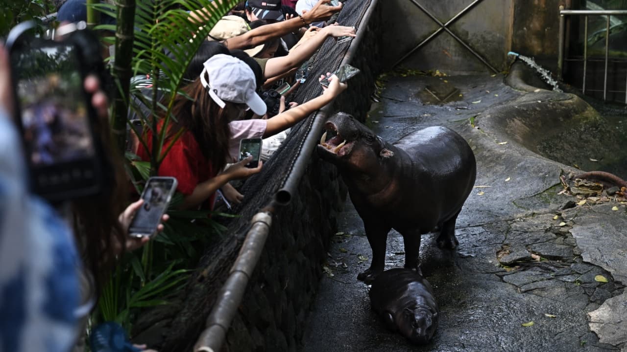 Visitors look at Moo Deng, a two-month-old female pygmy hippo who has recently become a viral internet sensation, alongside her mother Jona, 25, at Khao Kheow Open Zoo in Chonburi province. (Image credit: AFP)