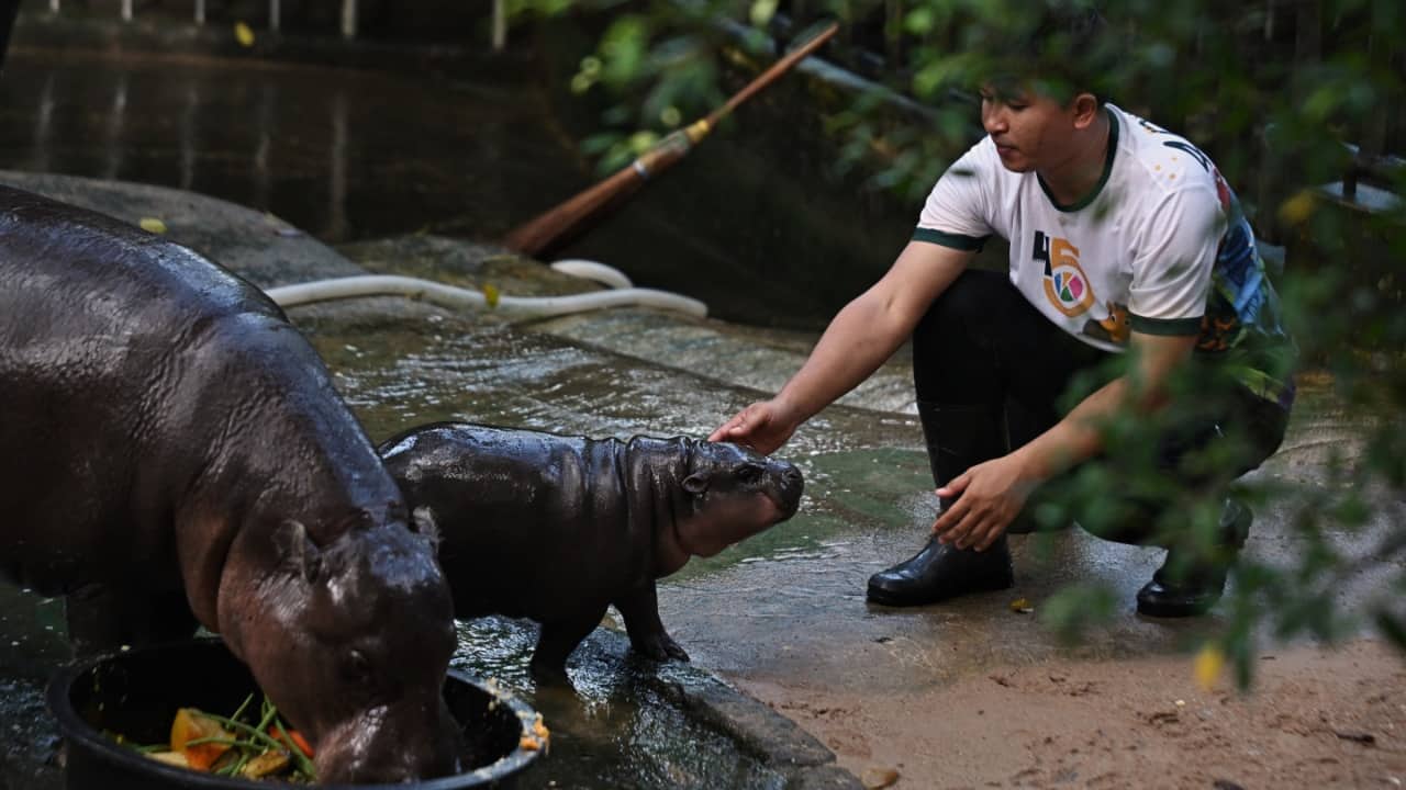 Zookeeper Attapon “Benz” Nundee pets Moo Deng, a two-month-old female pygmy hippo who has recently become a viral internet sensation, at Khao Kheow Open Zoo in Chonburi province. (Image credit: AFP)