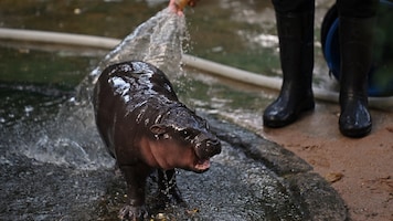 Moo Deng: How this pygmy hippo went from being a zoo baby to a social media celebrity