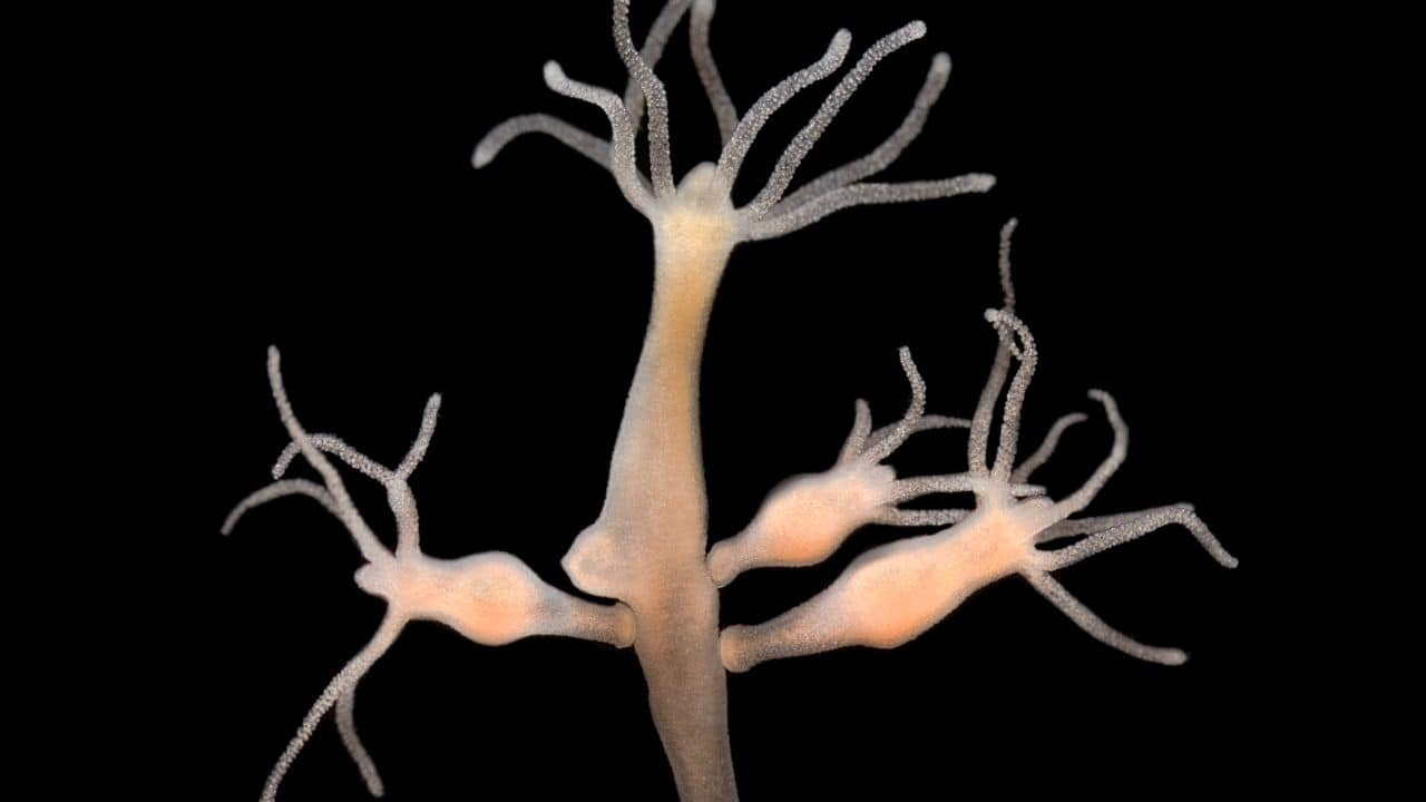 Scientists discover how overfeeding causes this 'immortal' creature to spread contagious tumors