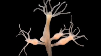 Hydras, when overfed, develop tumors that can be transmitted to their clone offspring. (Representative Image: Canva)