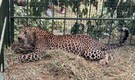 Leopard captured near Bengaluru's Electronic City days after being spotted in the IT hub. Watch