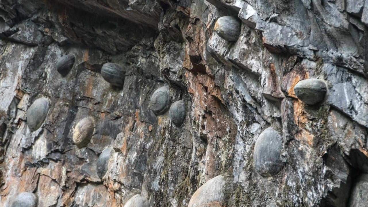 What is the mystery behind China's egg-producing mountain?