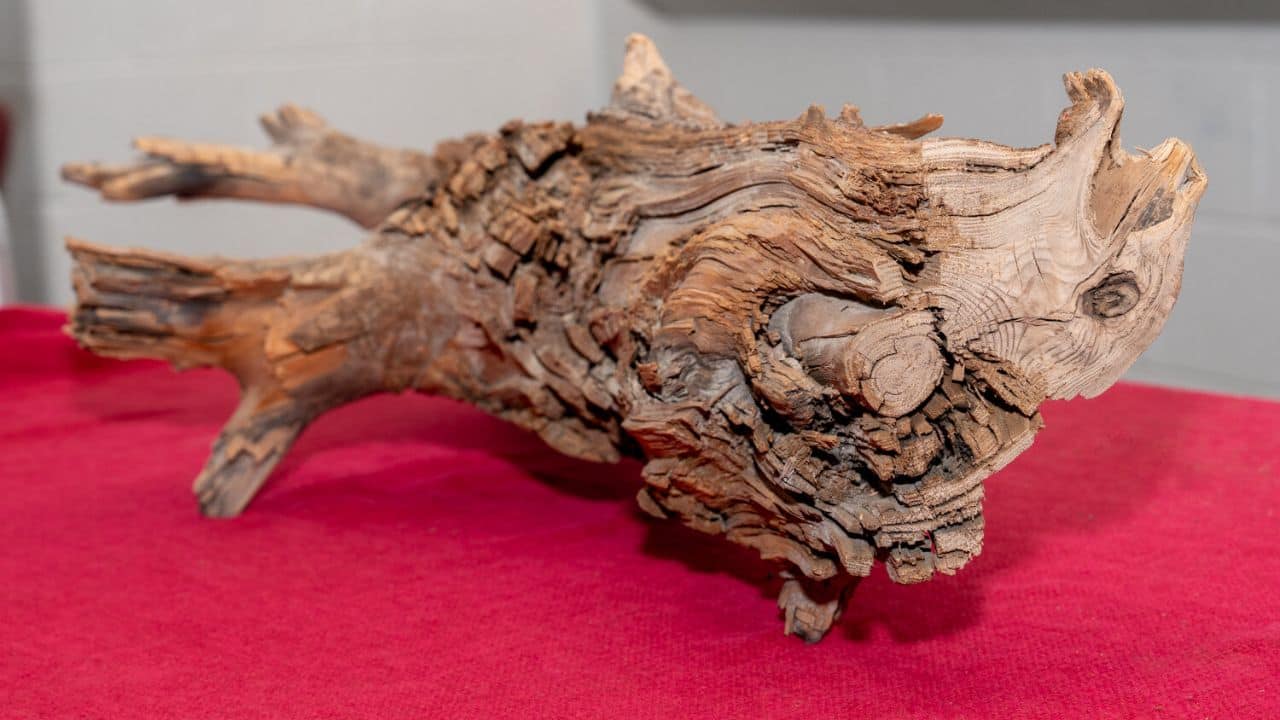 3,775-year-old ancient log offers new insights for climate change solutions: find out how