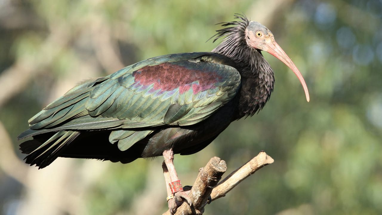 Once thought to be extinct, this bald bird, makes a comeback in Europe after 300 years