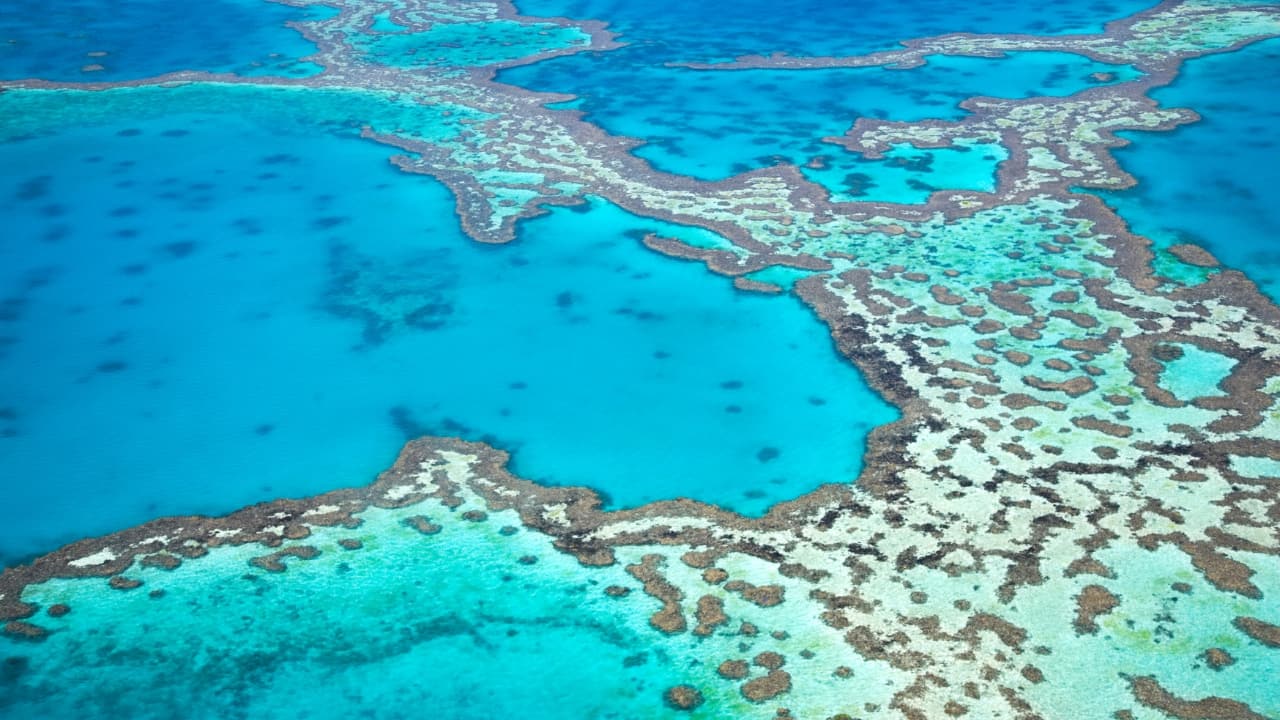 Fossil evidence shows how the great barrier reef could endure rising seas