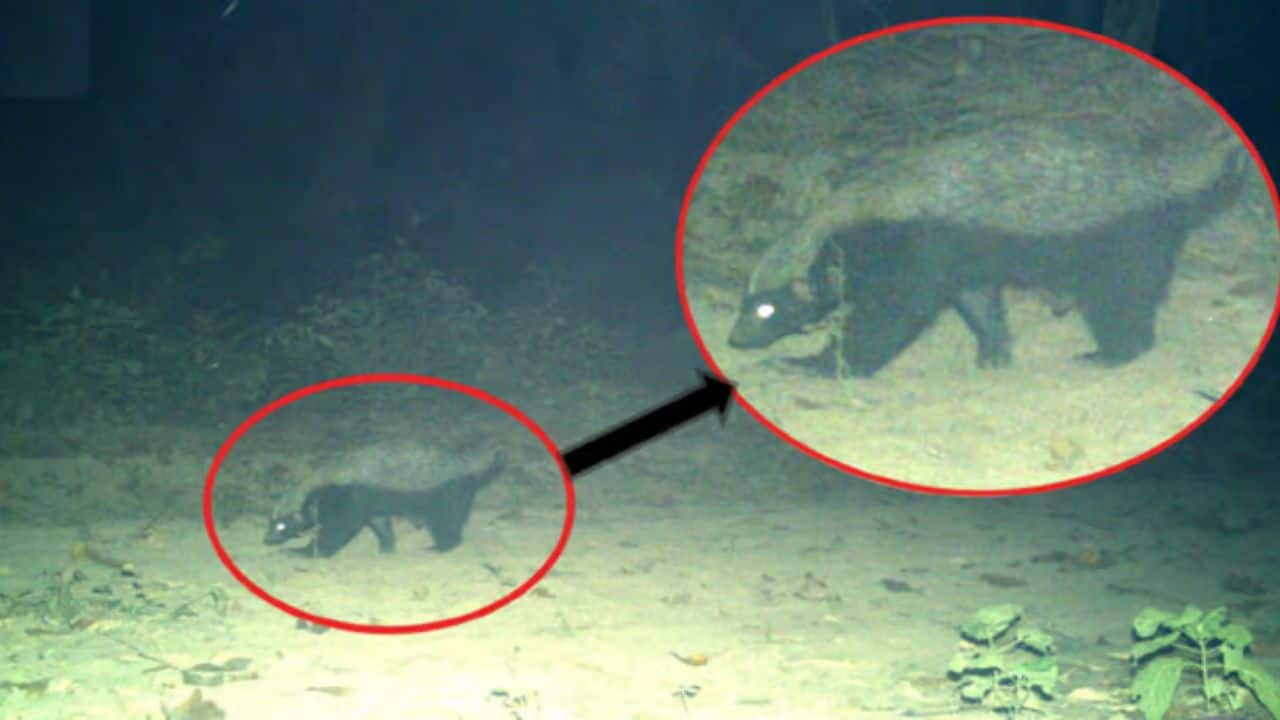 A camera trap captured a photo of a honey badger in the Surai range of the Terai East Forest Division, Uttarakhand. 