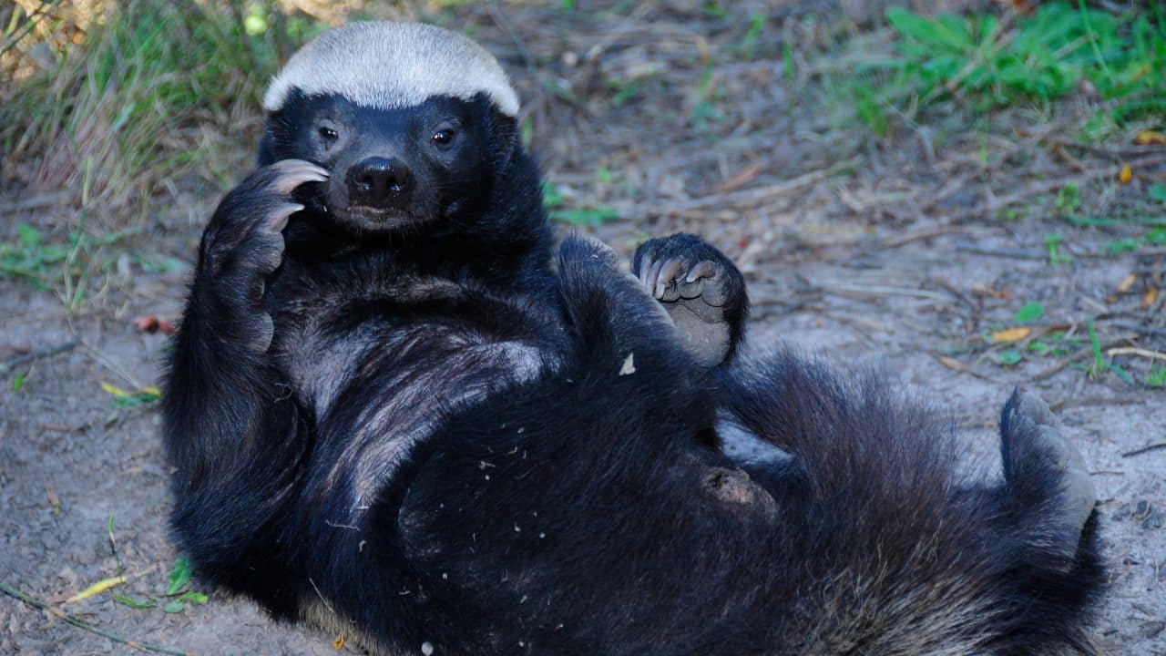 Rare honey badger, the most fearless animal, spotted for the first time in Uttarakhand