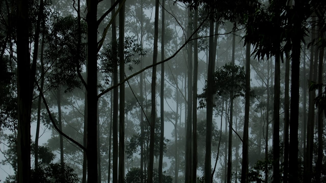 An Adventure Awaits Perched at a breathtaking elevation of 2,230 meters, Guna Caves offers mesmerizing views that reward every step of the journey. While the caves are accessible from safe viewing points, they still provide an air of adventure for those willing to explore. The trek to the caves is a delight, with trails winding through majestic pine forests that offer a serene escape from the hustle and bustle of daily life. (Image: Guna Caves)