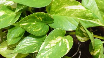 neon green pothos Neon Pothos Plant main image 0