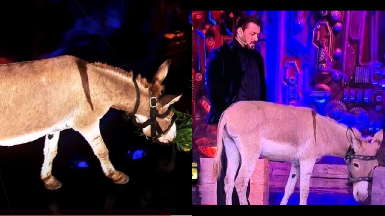 PETA sends a letter to Salman Khan for using donkey on Bigg Boss 18, asks host to "avoid using animals as props for entertainment"