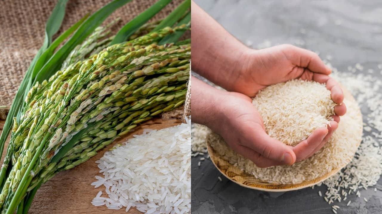 Health benefits of fortified rice: Loaded with iron, vitamins, zinc ...