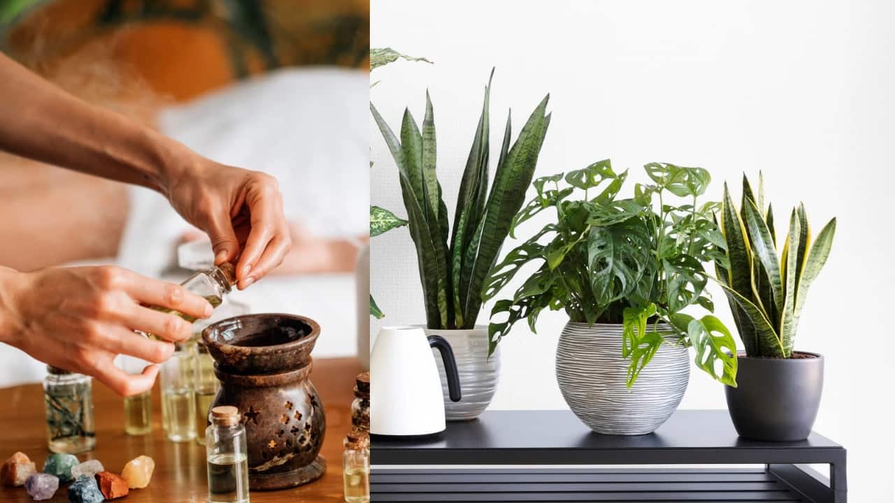 Breathe easy this festive season with the best house plants, homemade