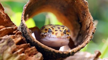 Geckos are now known to detect vibrations in the 50 to 200 Hz range, below the frequencies heard through their ears. (Image: Canva)