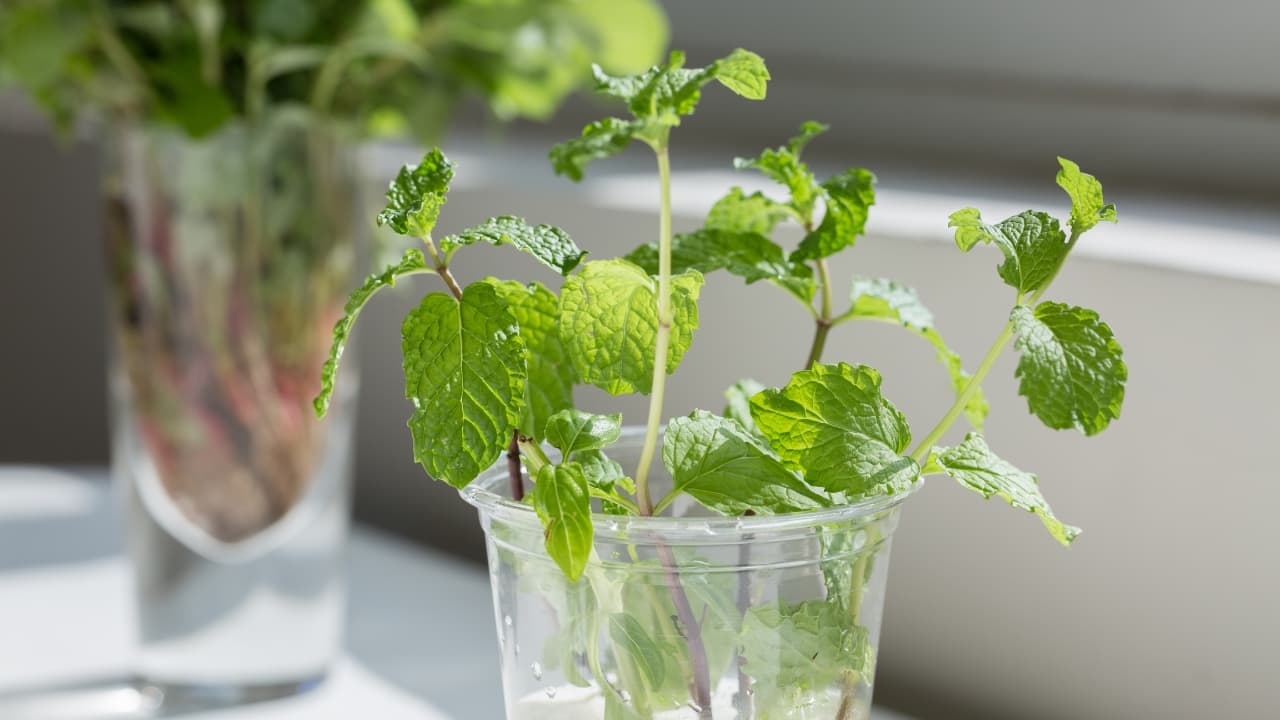 Best plants to grow in water Tips to choose the right one, how to care