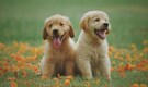 Getting a puppy? From time commitments to financial responsibilities, here's what you should know