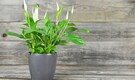Best indoor plants for every room: Choose peace lily, snake plant, and more for a natural touch