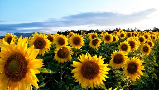 This hidden Karnataka town is a photographer’s dream—sunflowers everywhere!